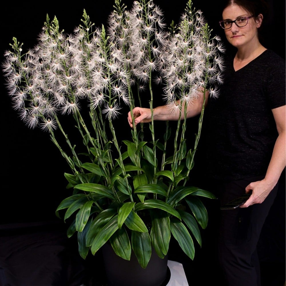 Why Are Orchids Considered Luxury Flowers?