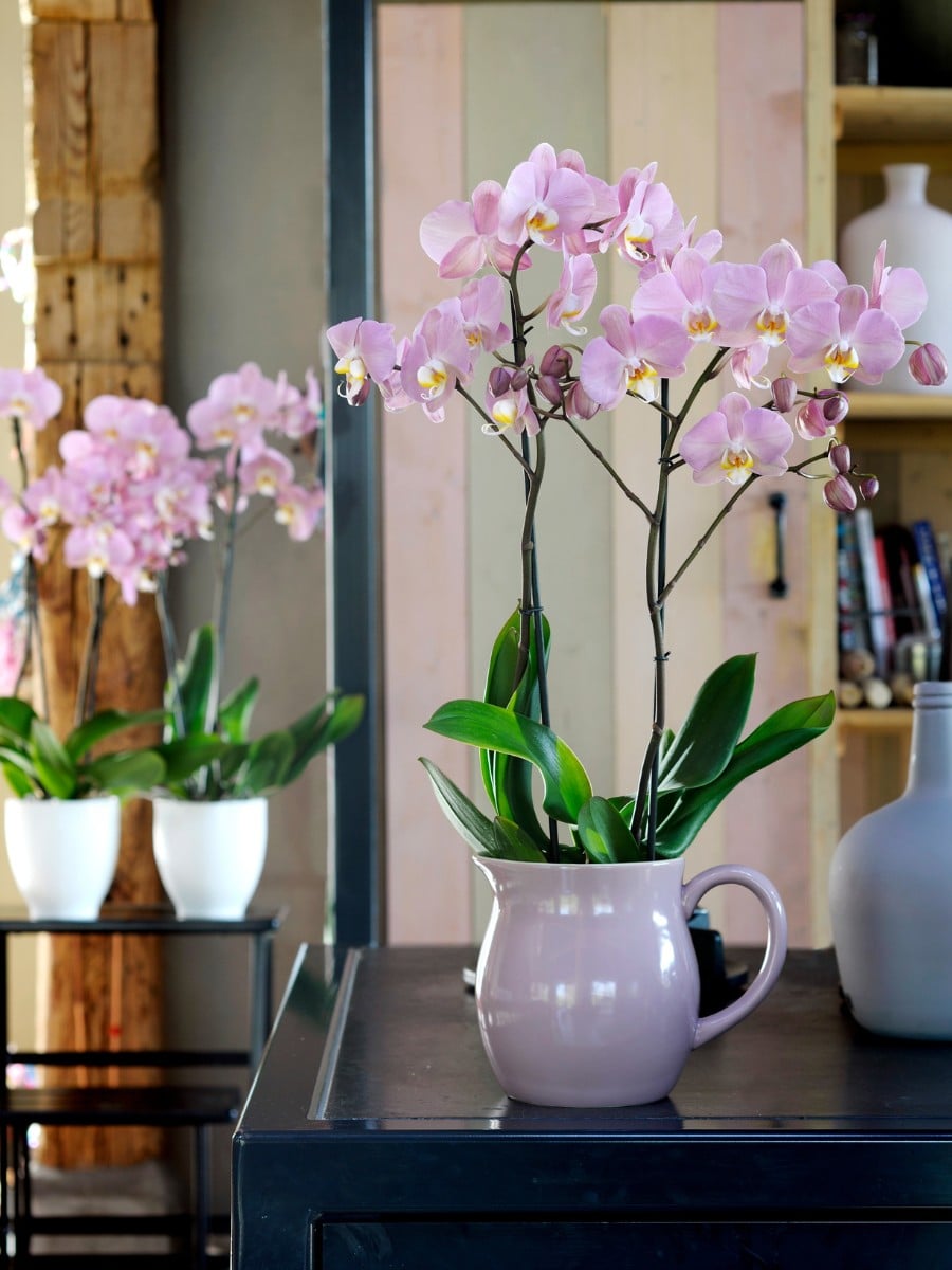 Why Are Orchids Considered Luxury Flowers?