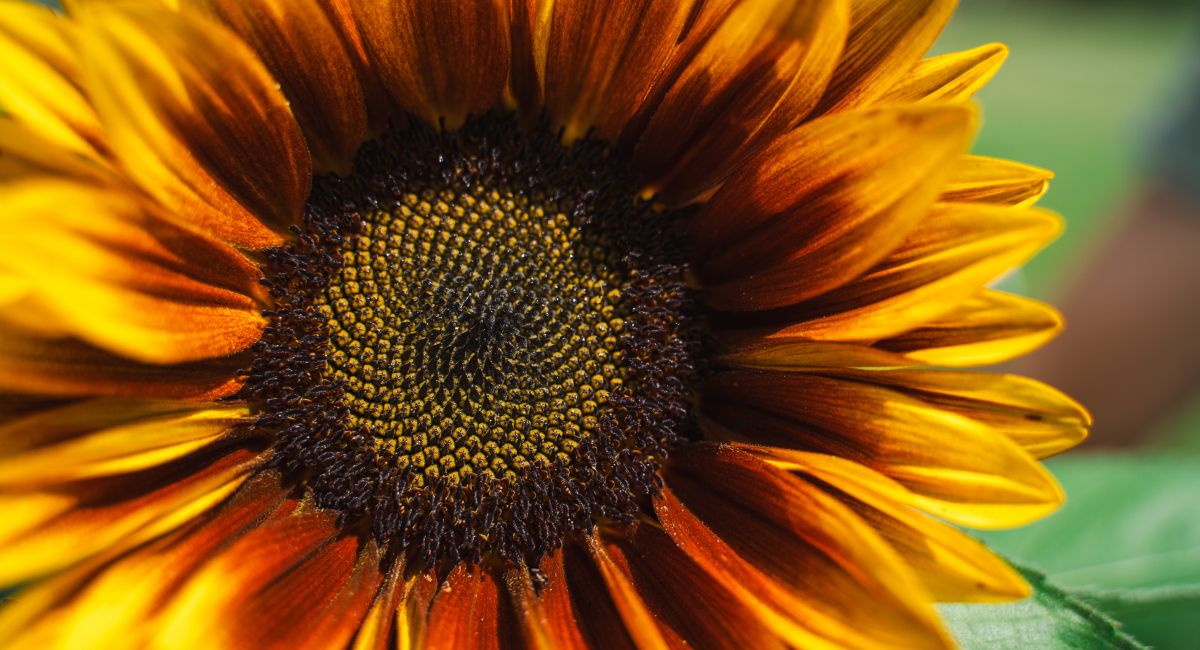 Helianthus by Decorum grower Daily Sunshine