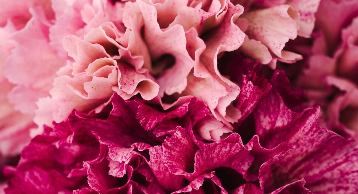 Dianthus close up by Decorum Grower Divine Flowers