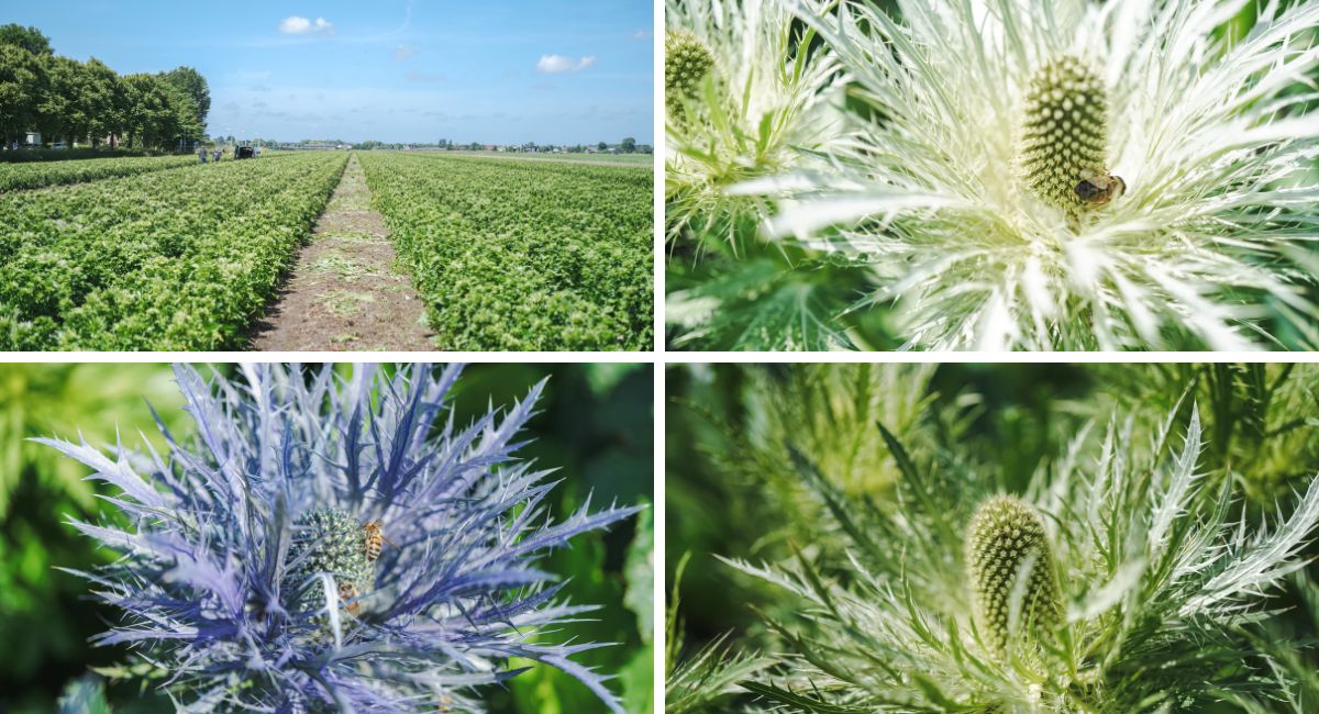 Eryngium by Decorum grower Kroon Flowers