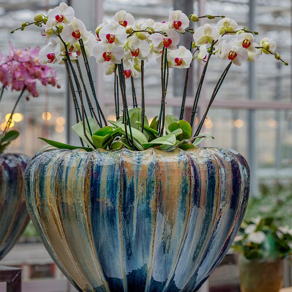 Why Are Orchids Considered Luxury Flowers?