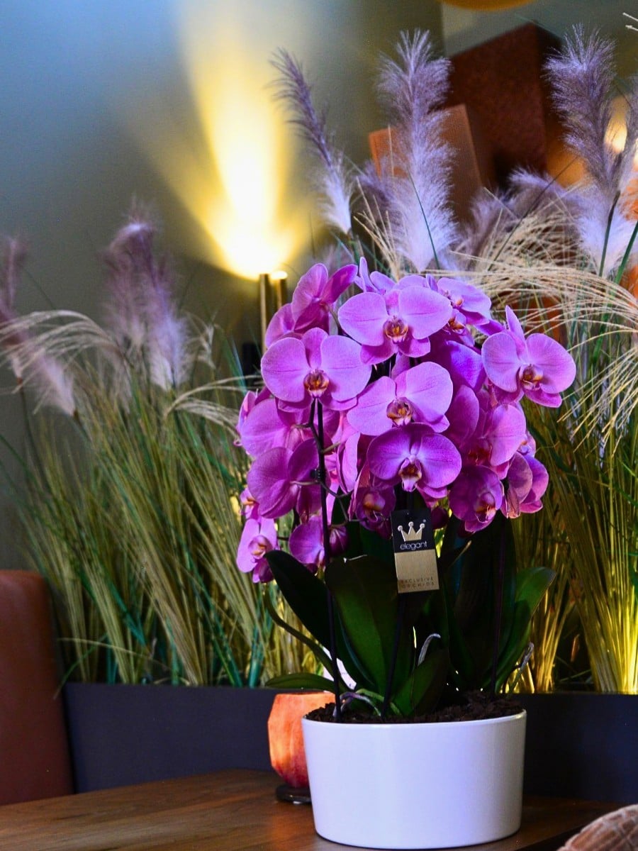 Why Are Orchids Considered Luxury Flowers?