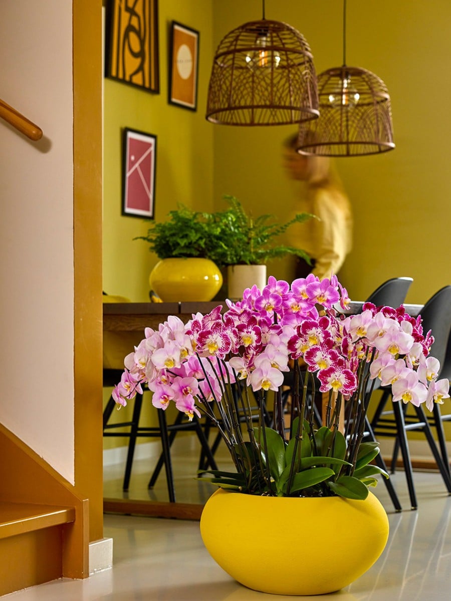 Why Are Orchids Considered Luxury Flowers?