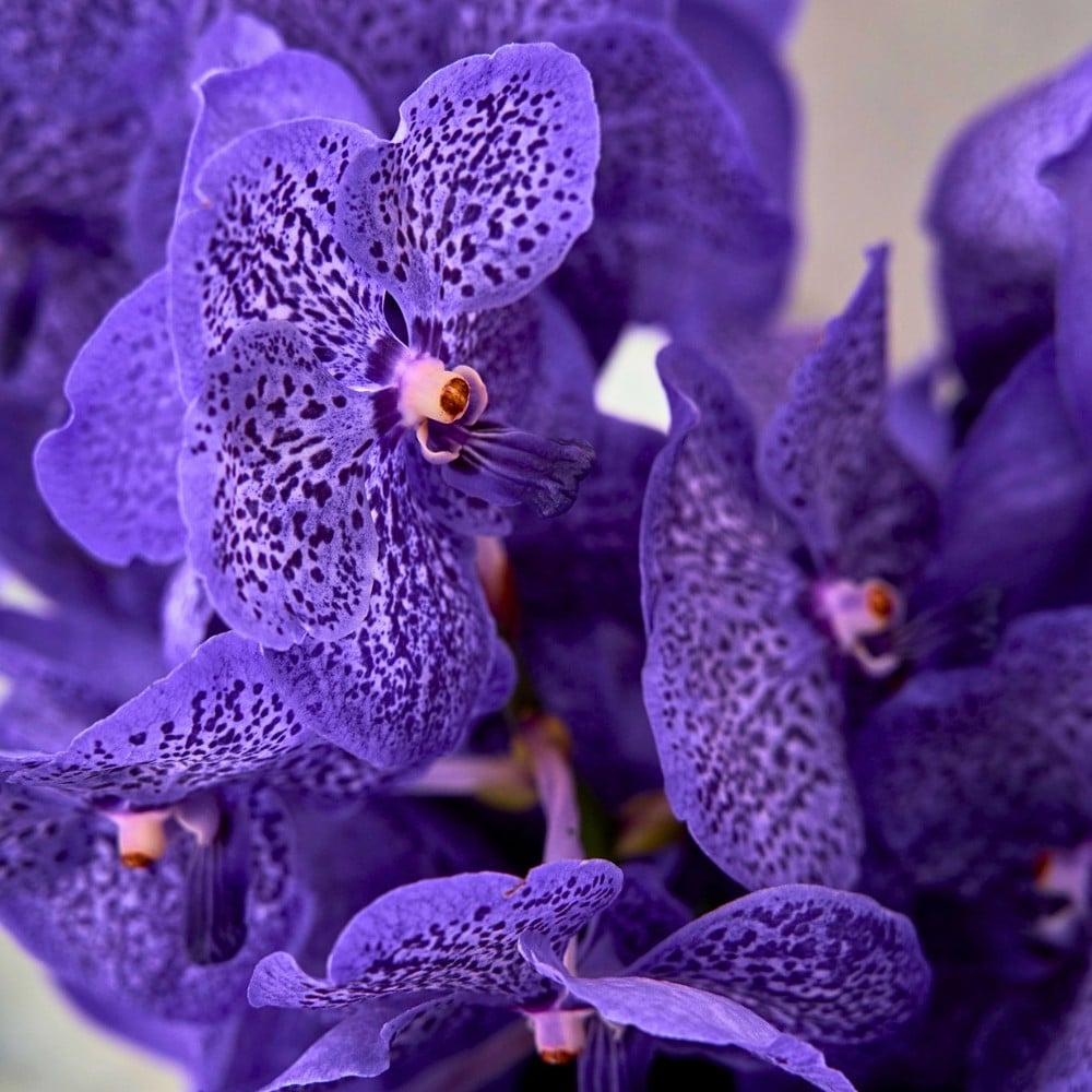 Why Are Orchids Considered Luxury Flowers?