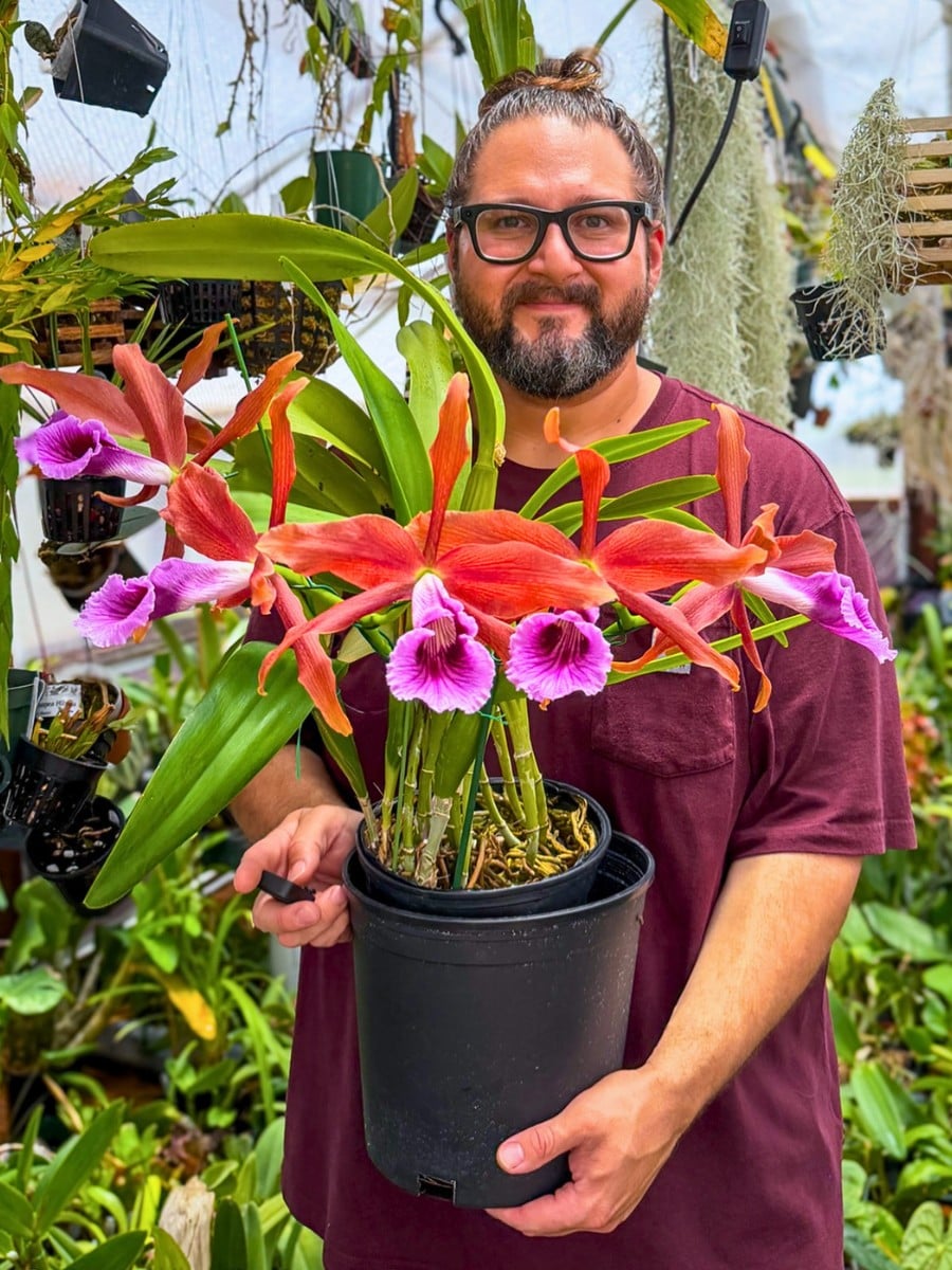 Why Are Orchids Considered Luxury Flowers?