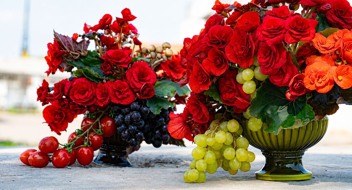Begonia design from Sanita Cipruse from Koppe Begonia