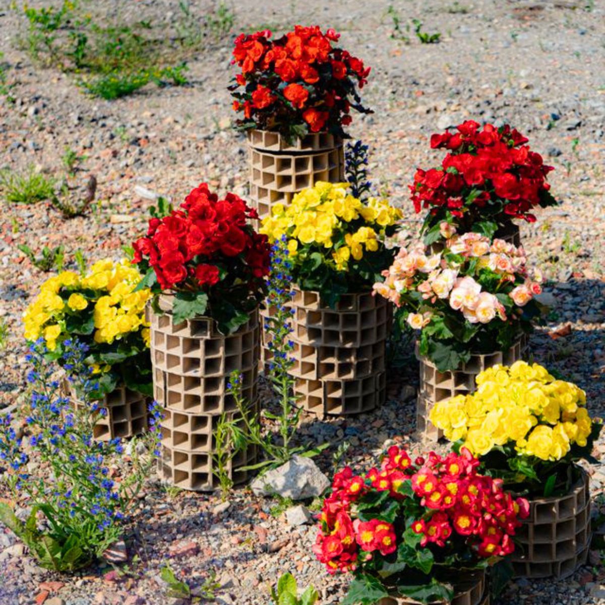 Begonia design urban green from Sanita Cipruse from Koppe Begonia 