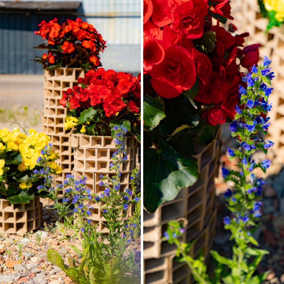 Begonia design urban green from Sanita Cipruse from Koppe Begonia 