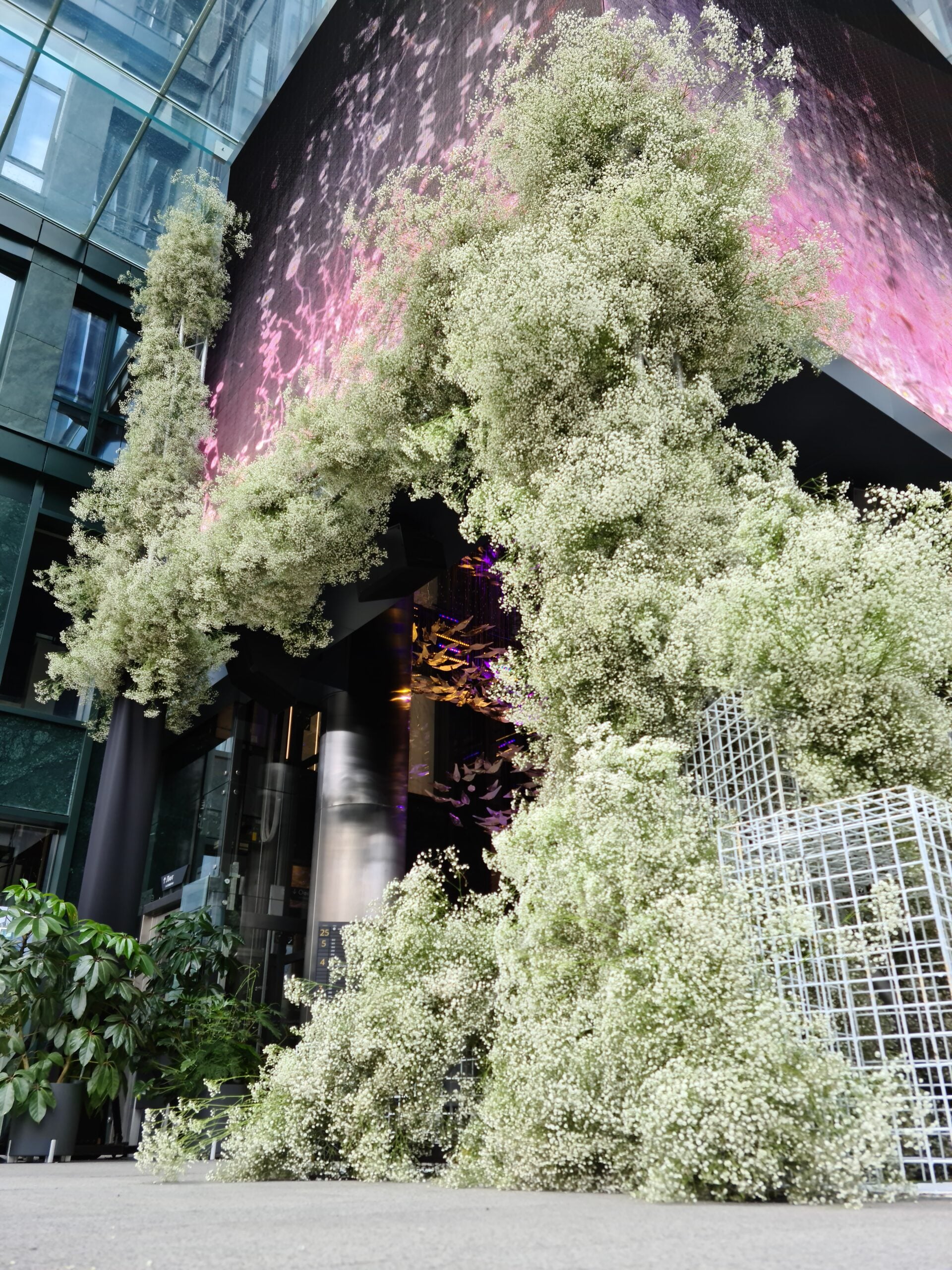 Saga Development With Gypsophila