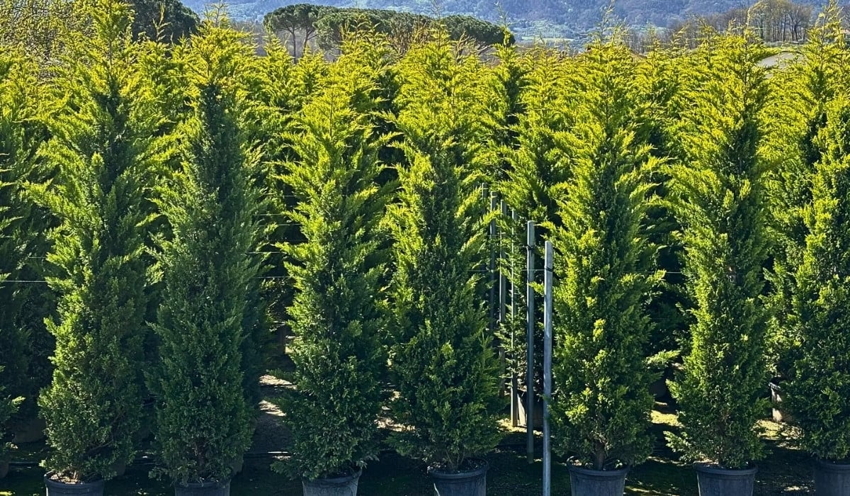 78th AIPH Annual Congress&rsquo; Professional Visits Take You Inside Italy&rsquo;s Best Nurseries