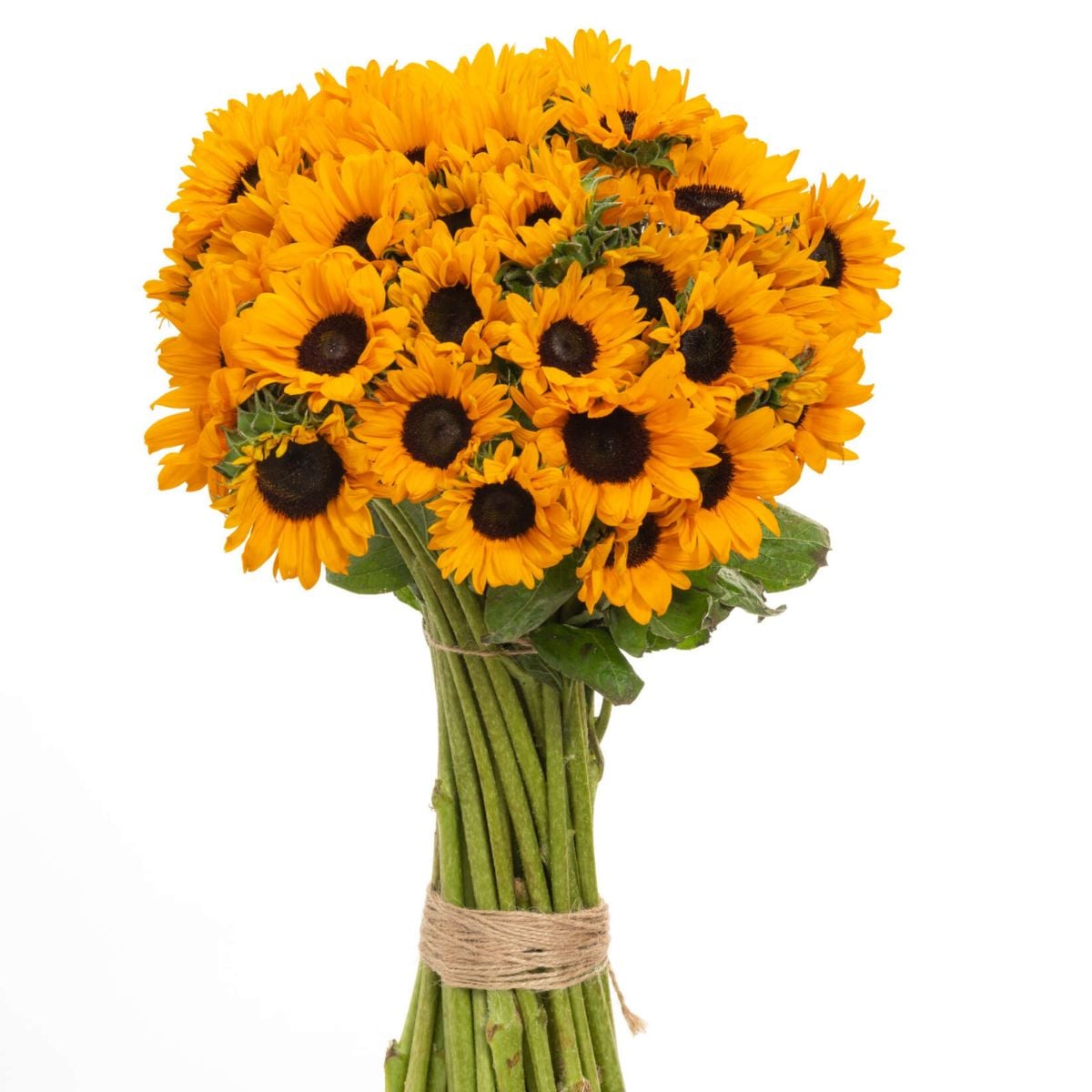 SUNOVA Sunflower Danziger