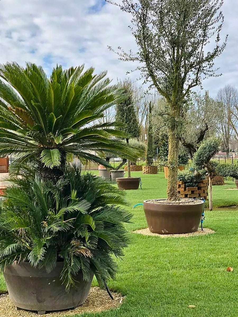 78th AIPH Annual Congress&rsquo; Professional Visits Take You Inside Italy&rsquo;s Best Nurseries