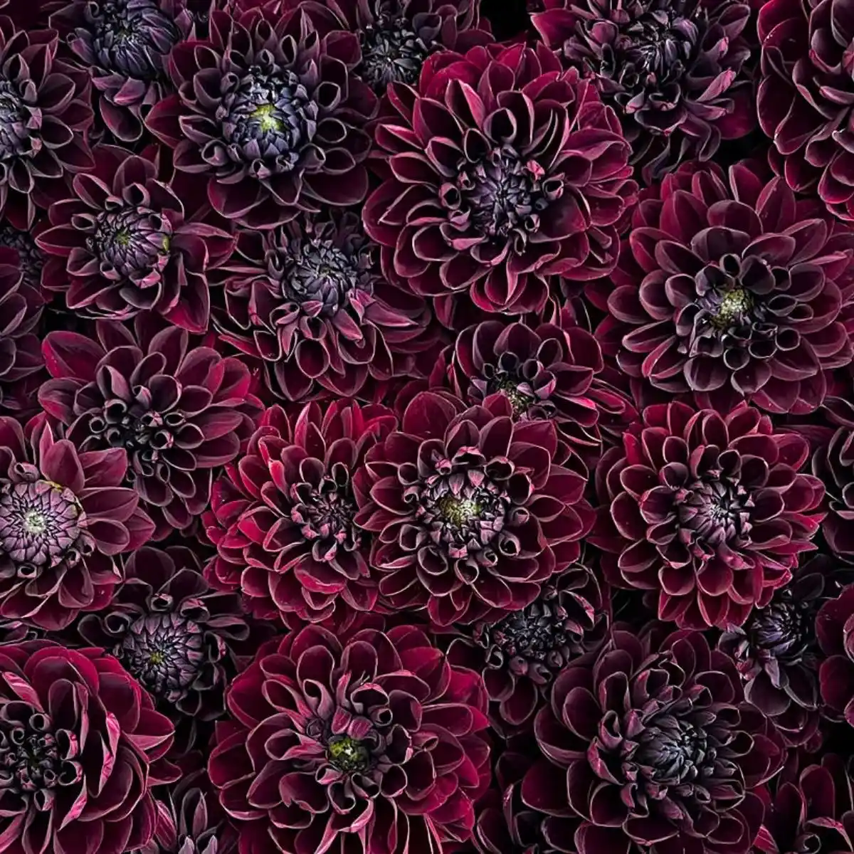 Black Dahlia Flower