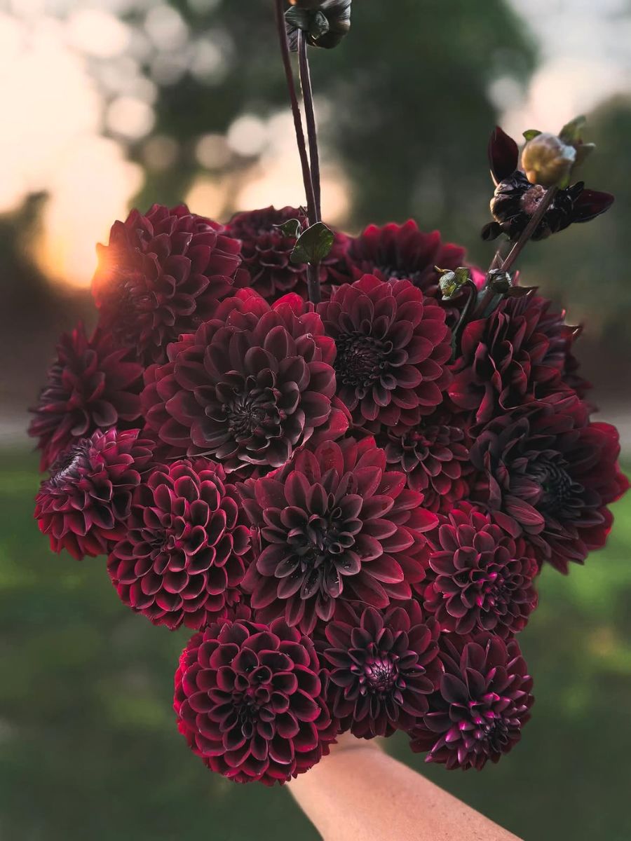 Dalias en tonos burdeos