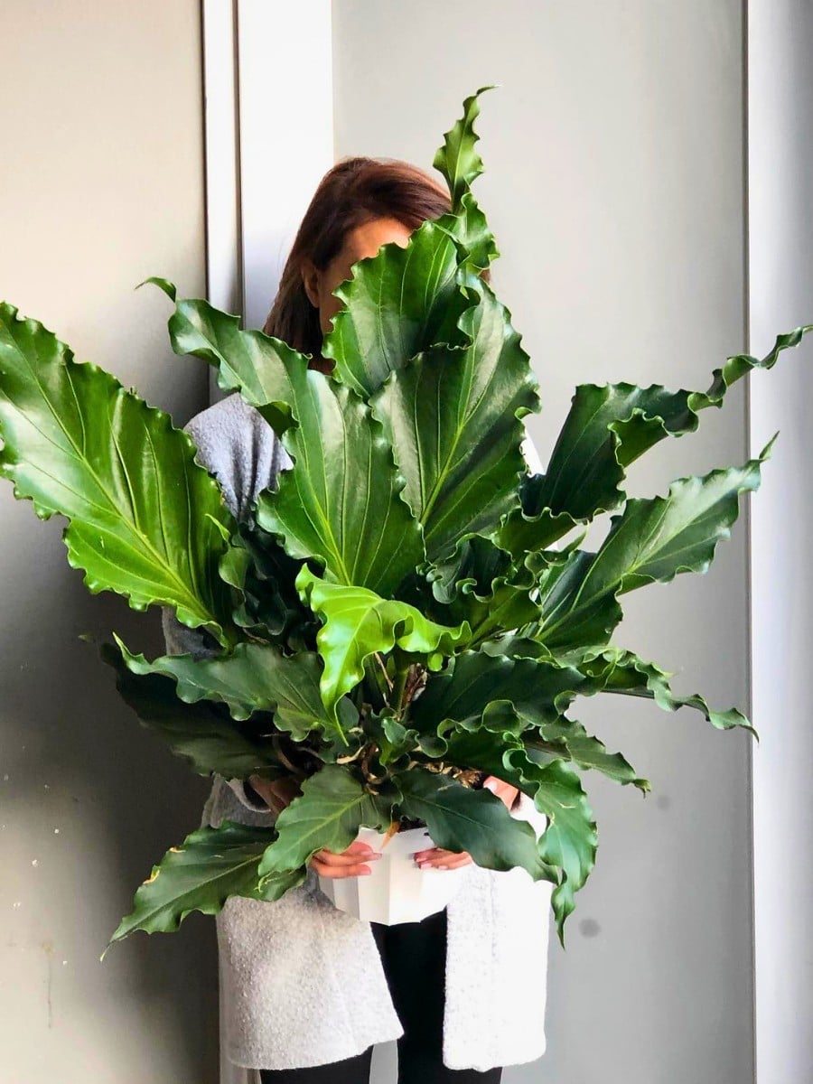 Special and rare houseplants