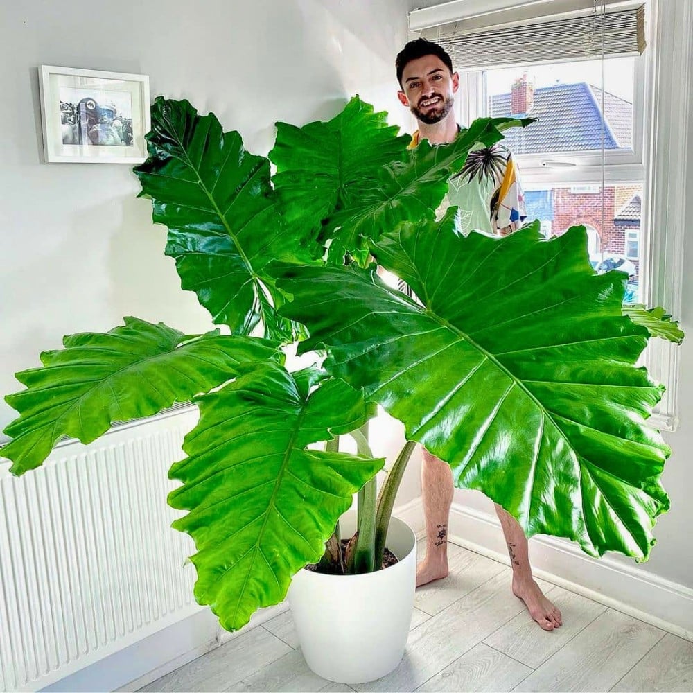 Special and Rare Houseplants to Add to the Urban Jungle in Your Home