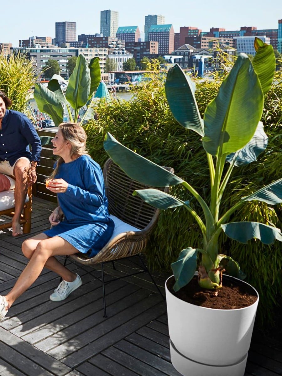 Special and Rare Houseplants to Add to the Urban Jungle in Your Home