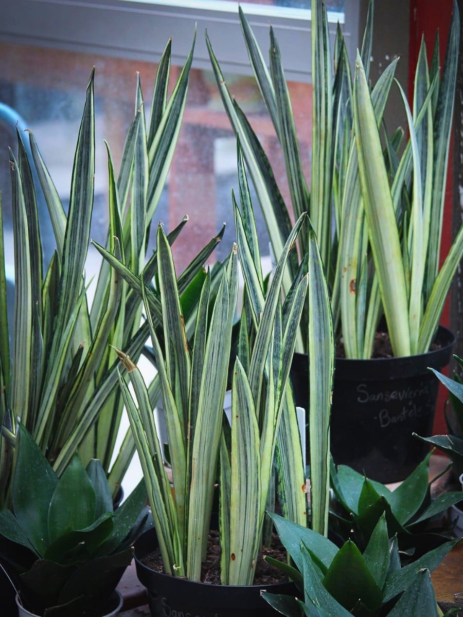 10 Rare and Special Houseplants to Add to the Urban Jungle in Your Home