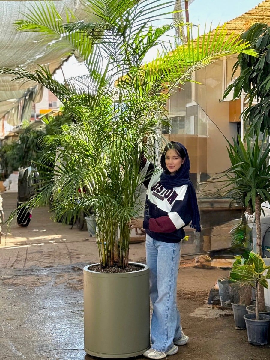 10 Rare and Special Houseplants to Add to the Urban Jungle in Your Home
