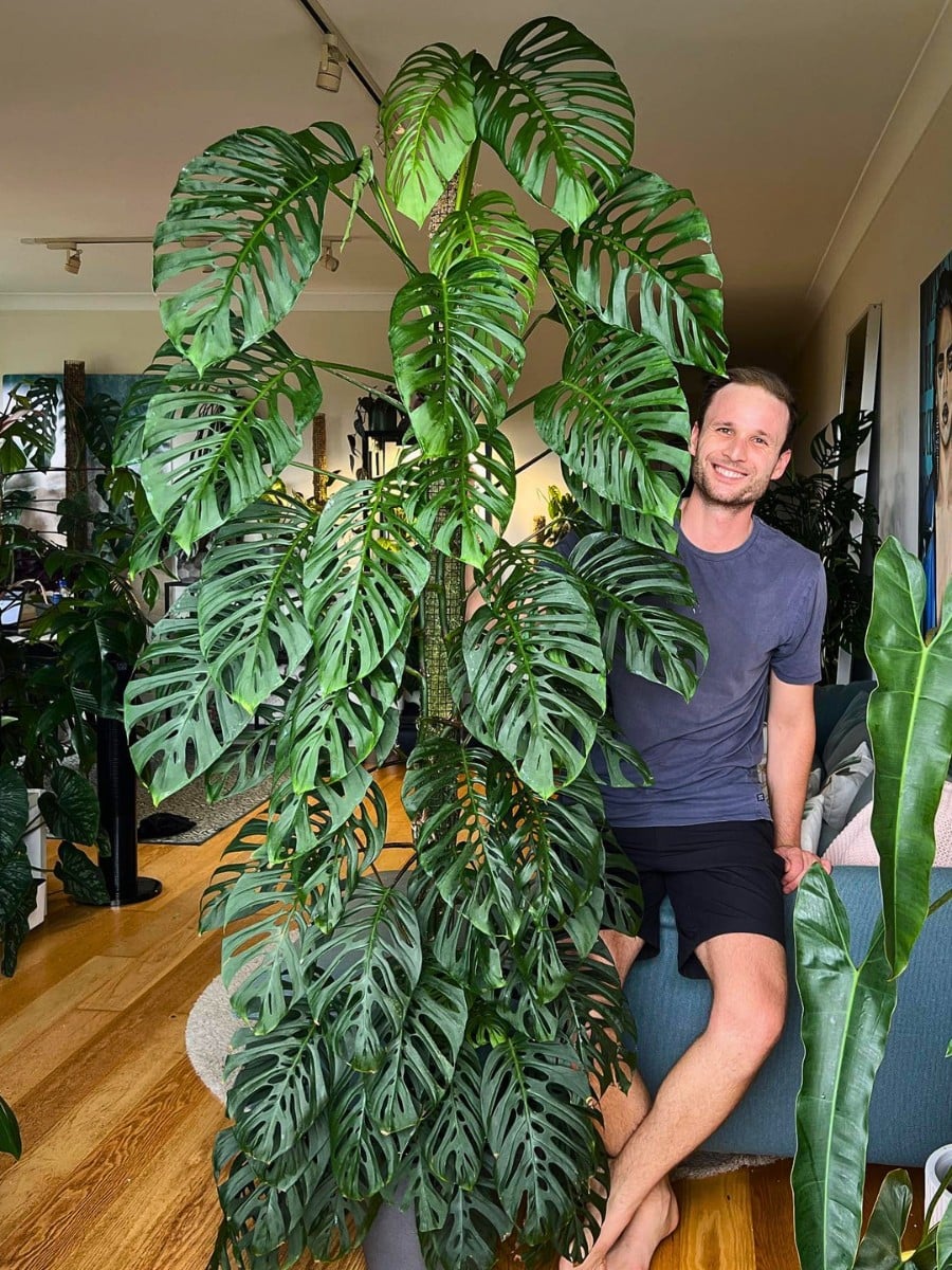 Special and Rare Houseplants to Add to the Urban Jungle in Your Home