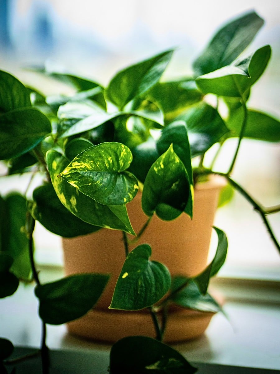 Special and Rare Houseplants to Add to the Urban Jungle in Your Home