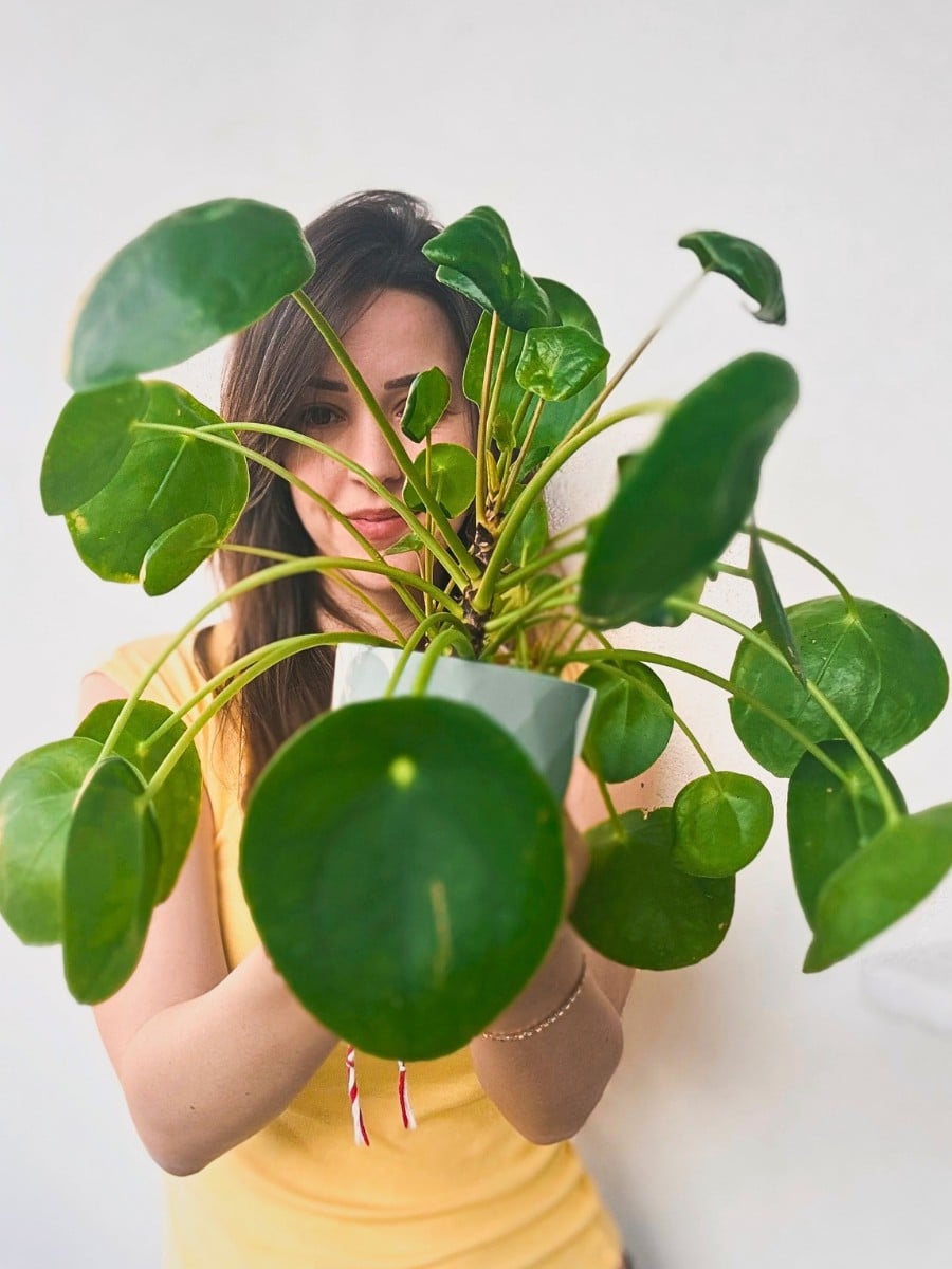 Special and Rare Houseplants to Add to the Urban Jungle in Your Home