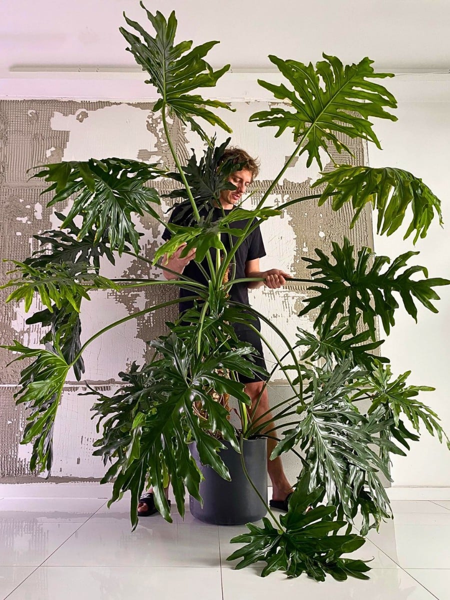 Special and Rare Houseplants to Add to the Urban Jungle in Your Home
