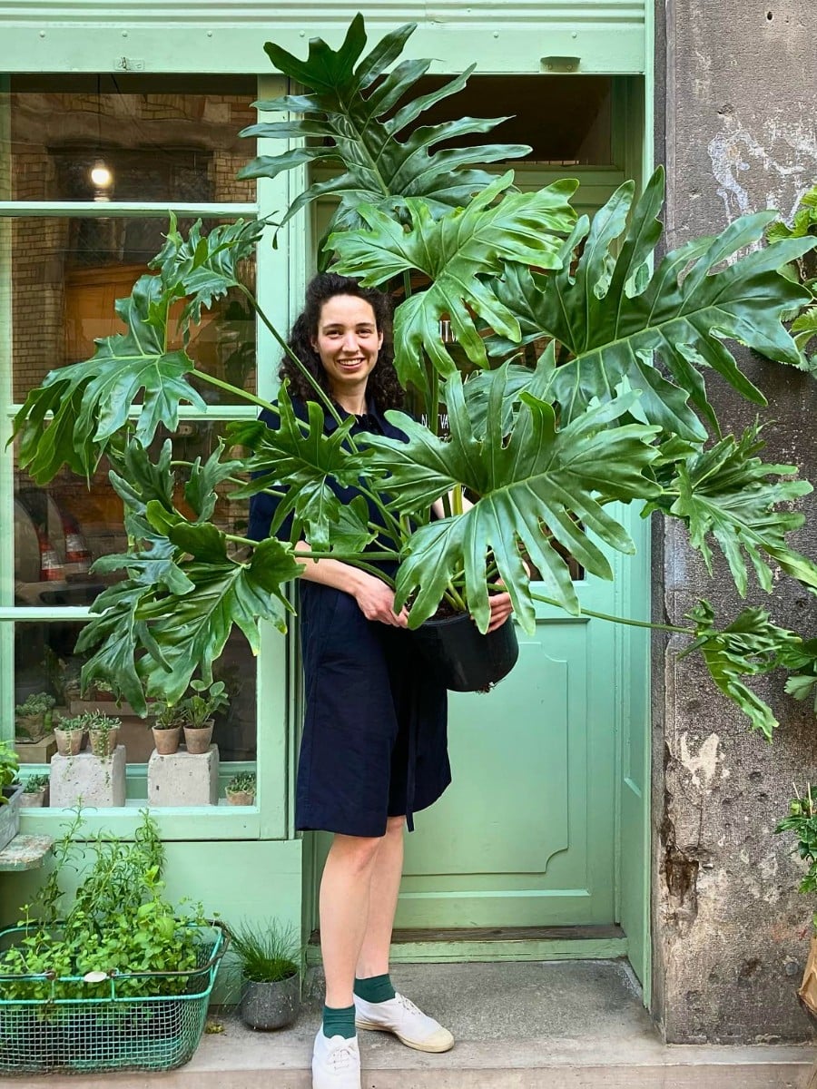Special and Rare Houseplants to Add to the Urban Jungle in Your Home