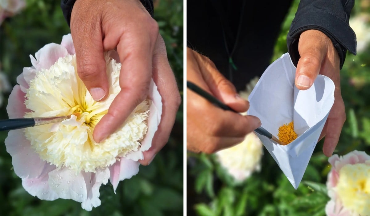 How Does the Breeding of Peonies Work?
