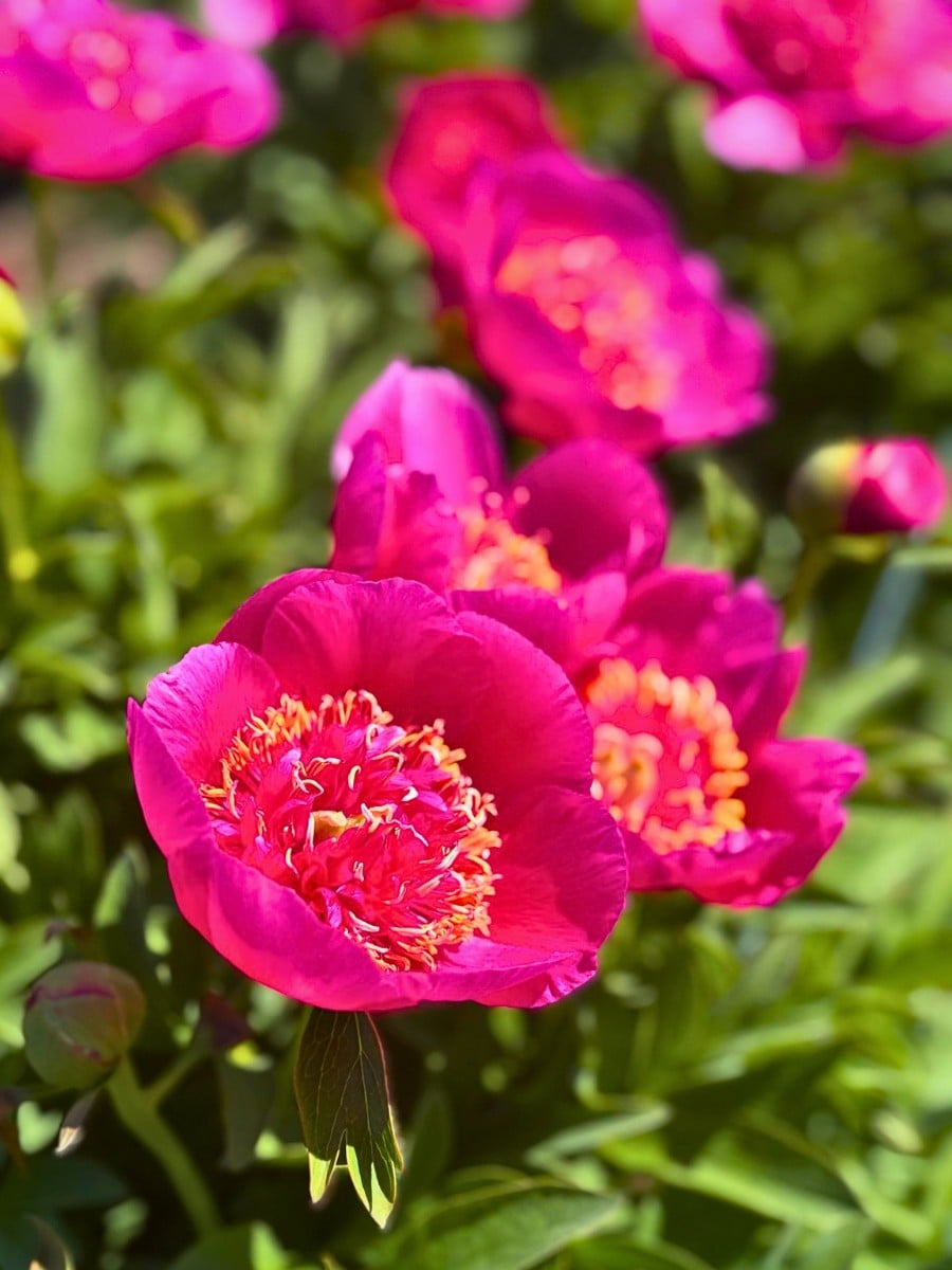 How Peony Breeding Works