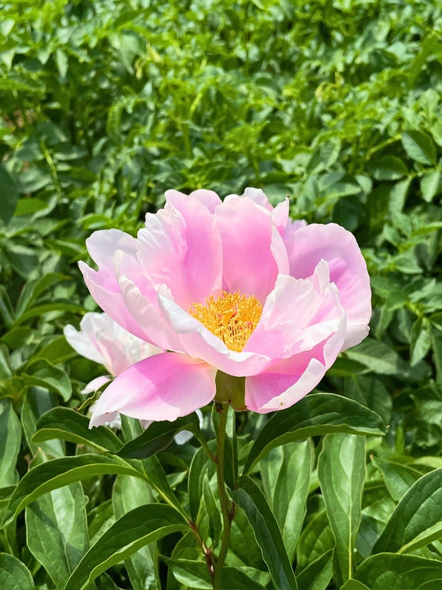 How Peony Breeding Works