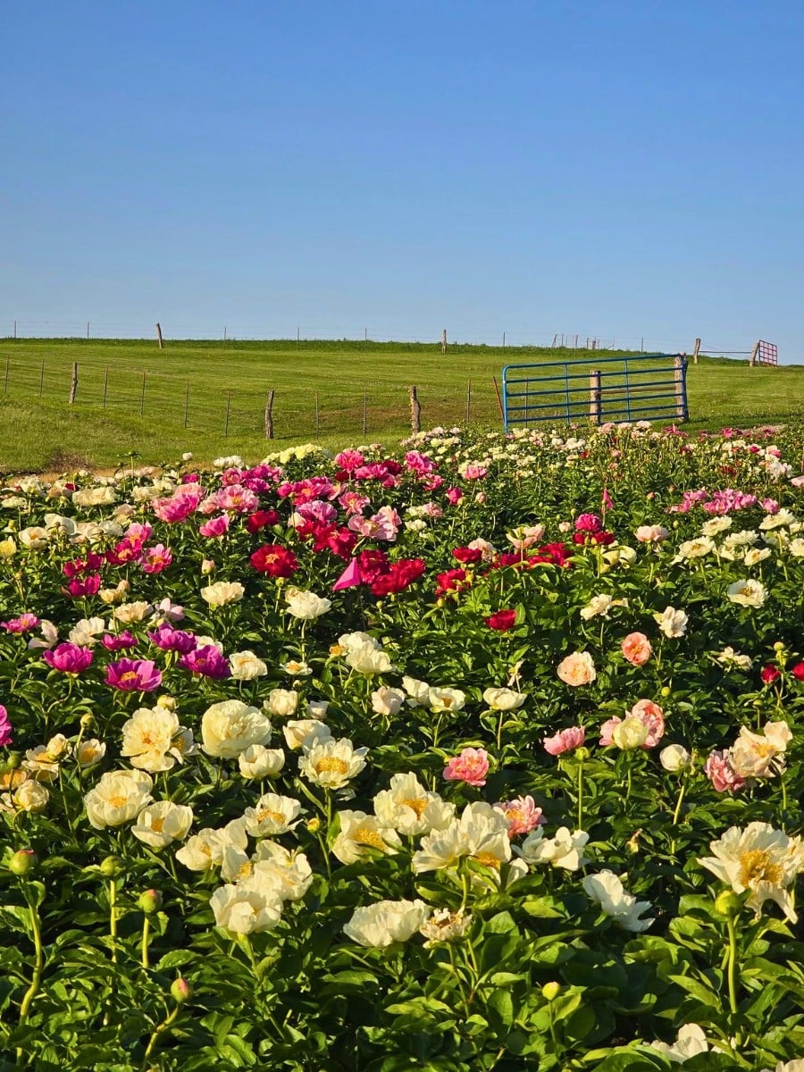 How Peony Breeding Works