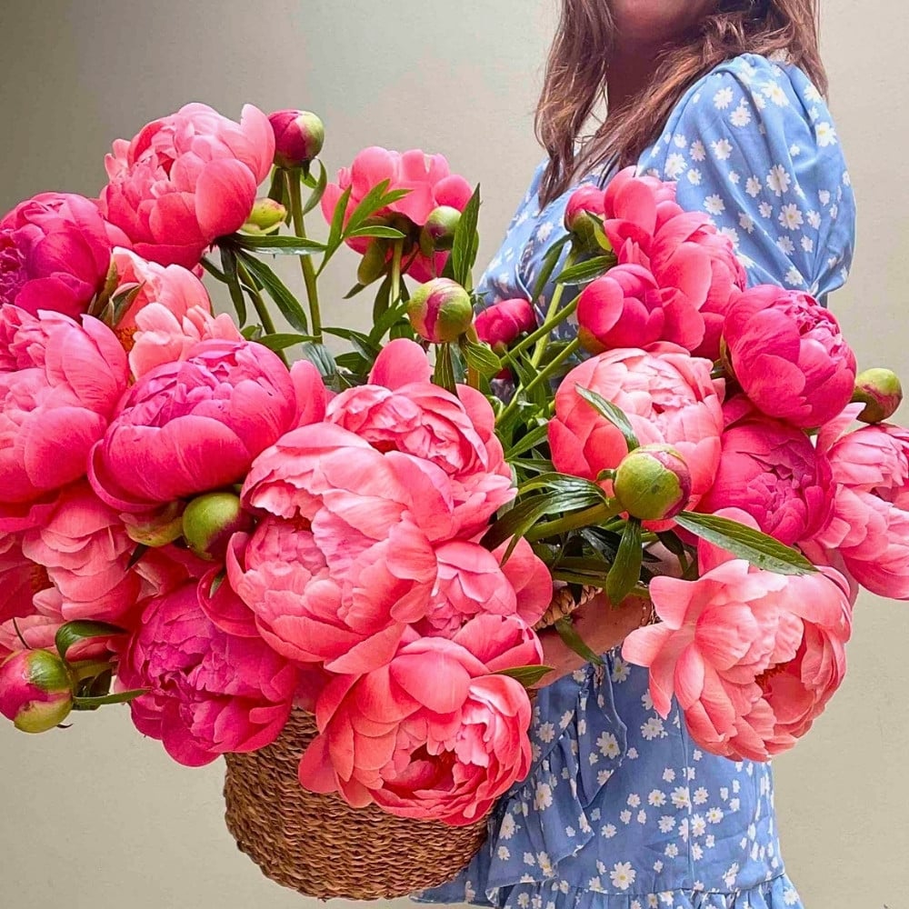 How Peony Breeding Works