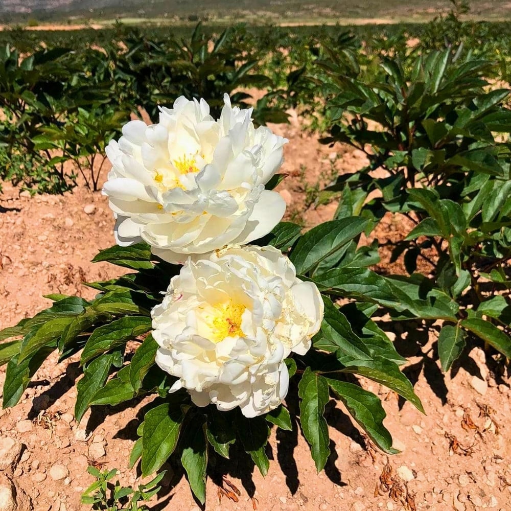 How Peony Breeding Works