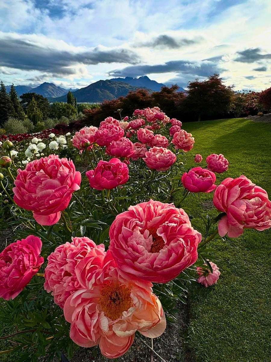 How Peony Breeding Works