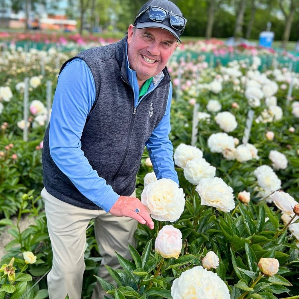 How Does the Breeding of Peonies Work?