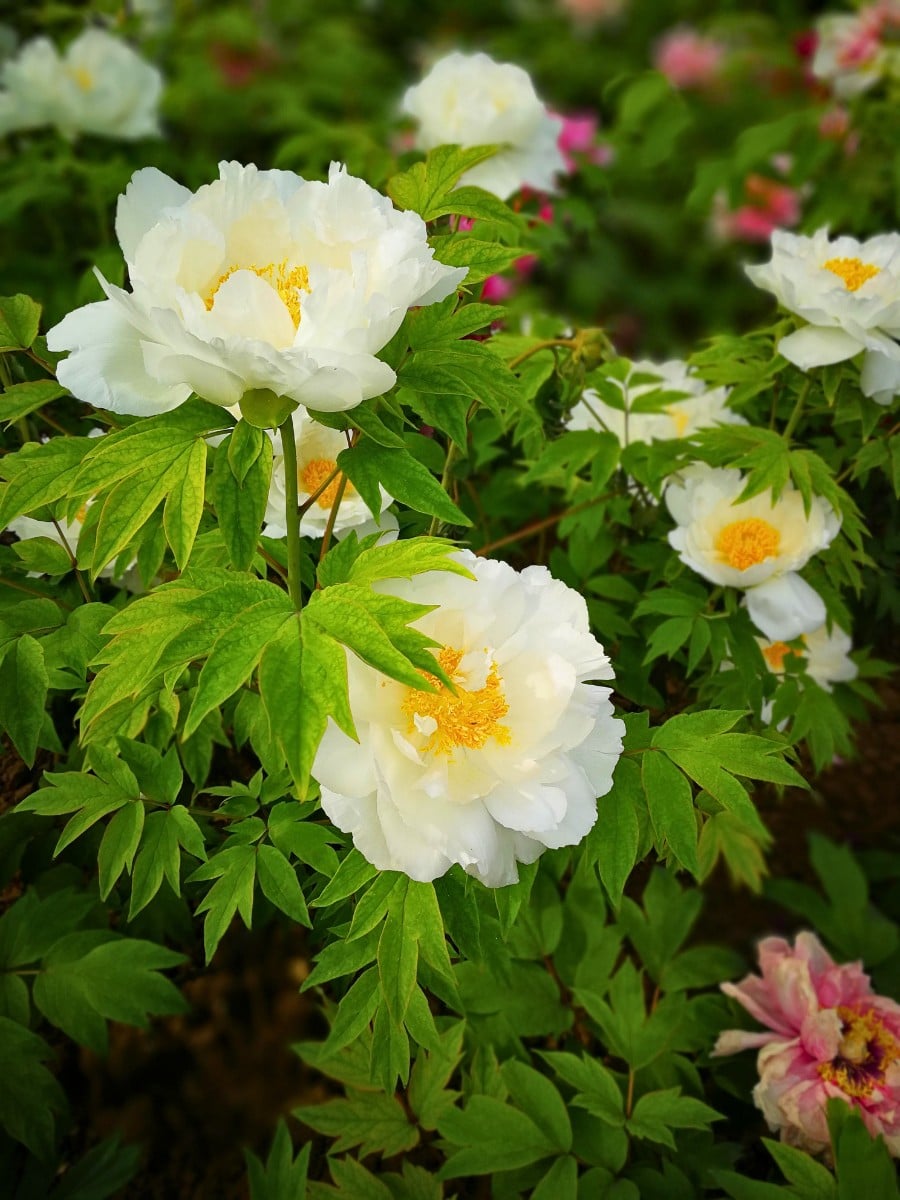 How Does the Breeding of Peonies Work?
