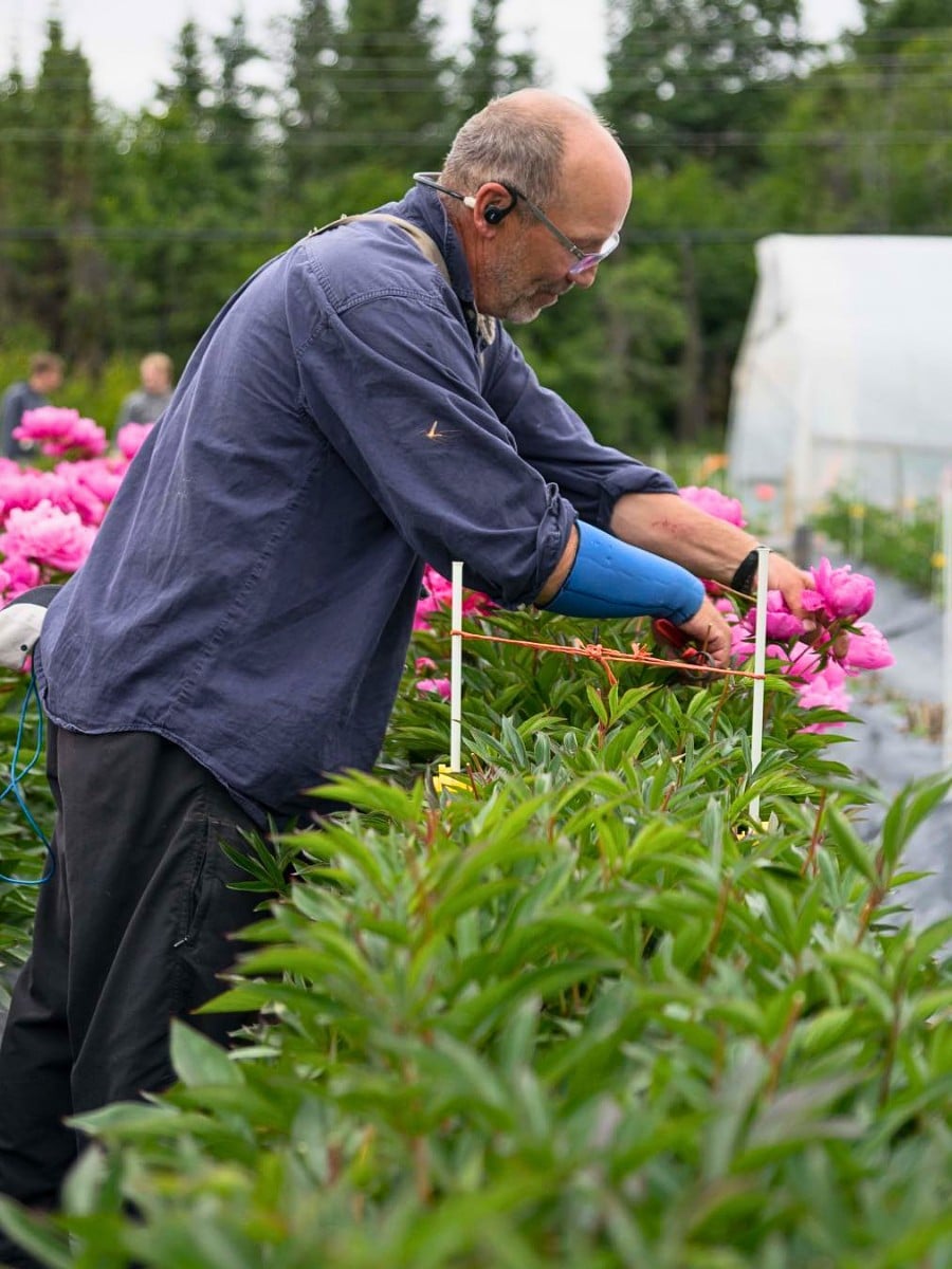 How Peony Breeding Works