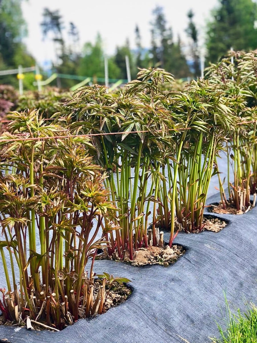How Peony Breeding Works