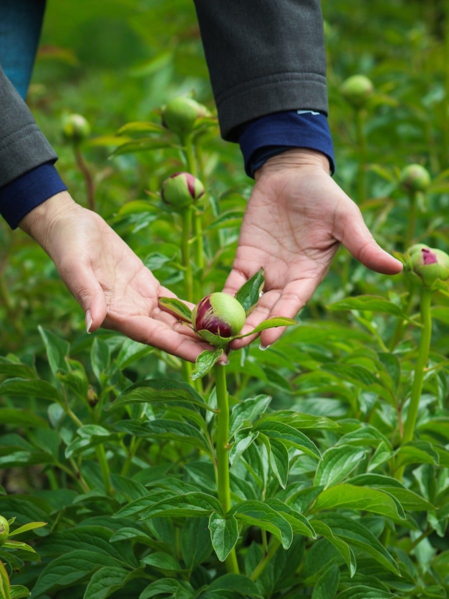How Does the Breeding of Peonies Work?