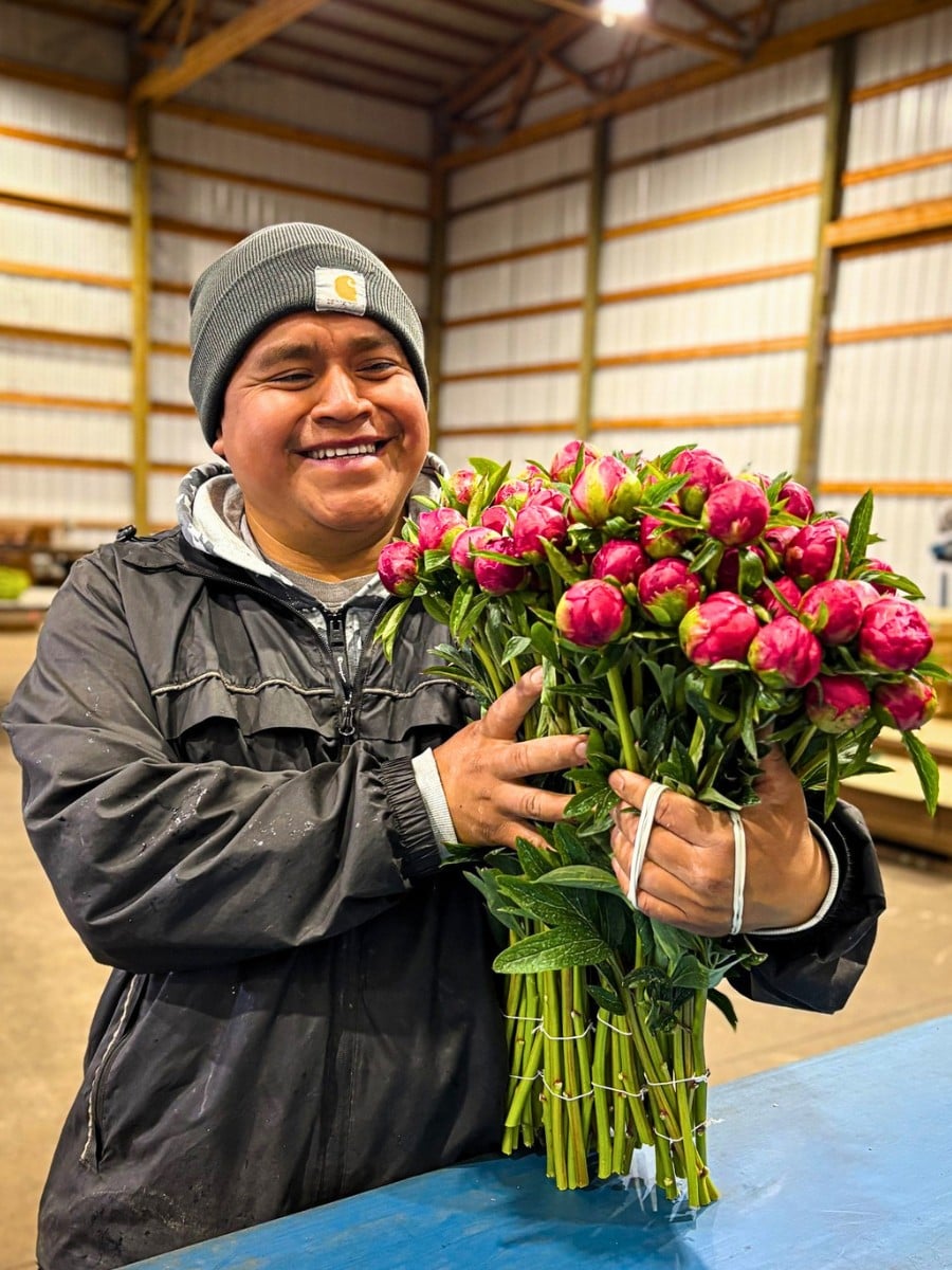 How Peony Breeding Works