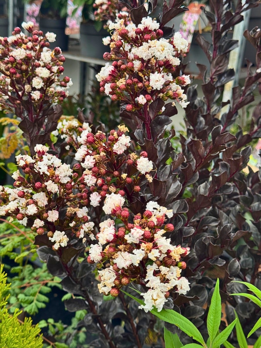 Michael &lsquo;Mr Plant Geek&rsquo; Perry Blog on the Lagerstroemia Also Called Crepe Myrtle