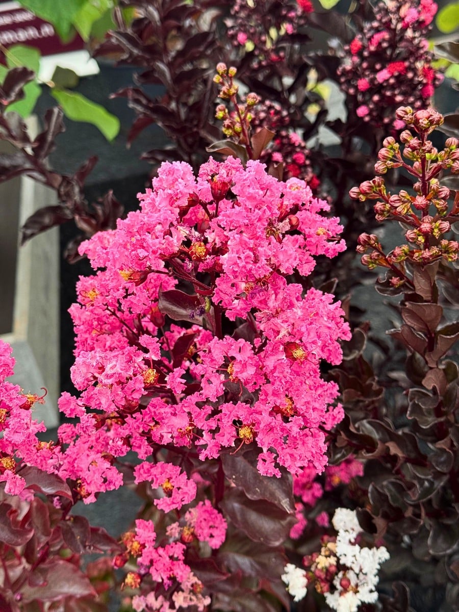 Michael &lsquo;Mr Plant Geek&rsquo; Perry Blog on the Lagerstroemia Also Called Crepe Myrtle