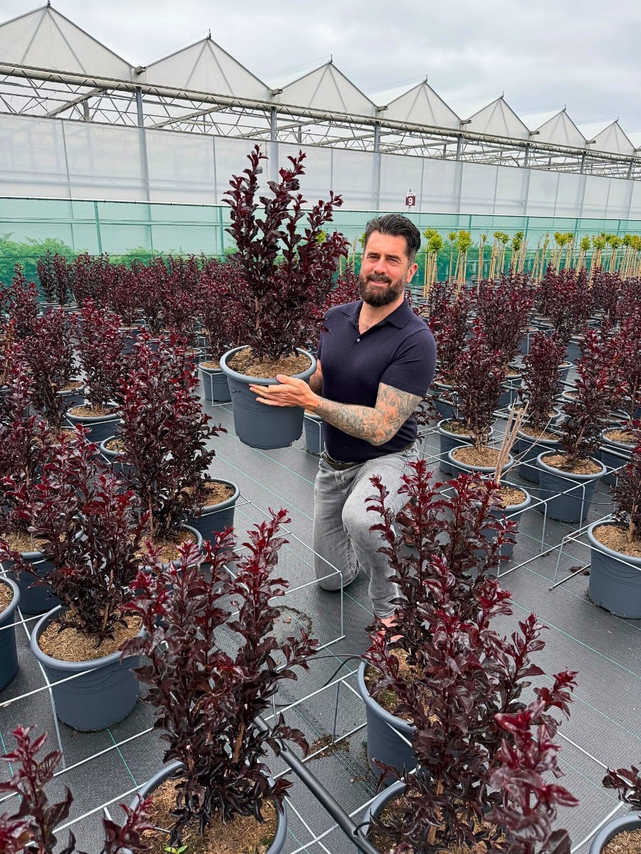 Michael &lsquo;Mr Plant Geek&rsquo; Perry Blog on the Lagerstroemia Also Called Crepe Myrtle