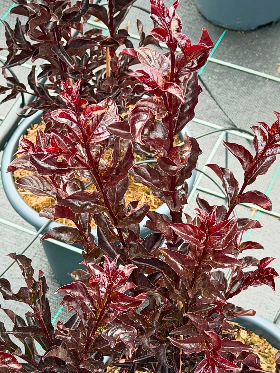Michael &lsquo;Mr Plant Geek&rsquo; Perry Blog on the Lagerstroemia Also Called Crepe Myrtle