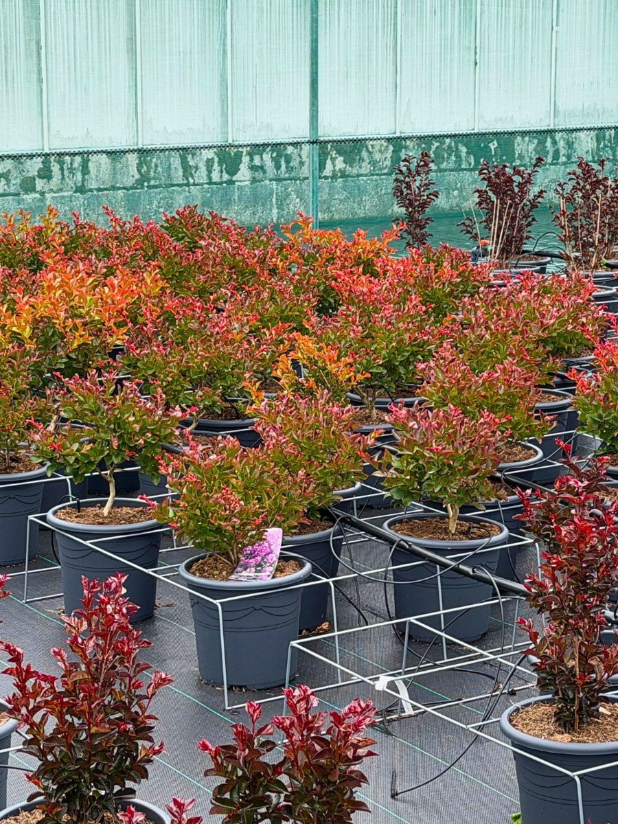 Michael &lsquo;Mr Plant Geek&rsquo; Perry Blog on the Lagerstroemia Also Called Crepe Myrtle