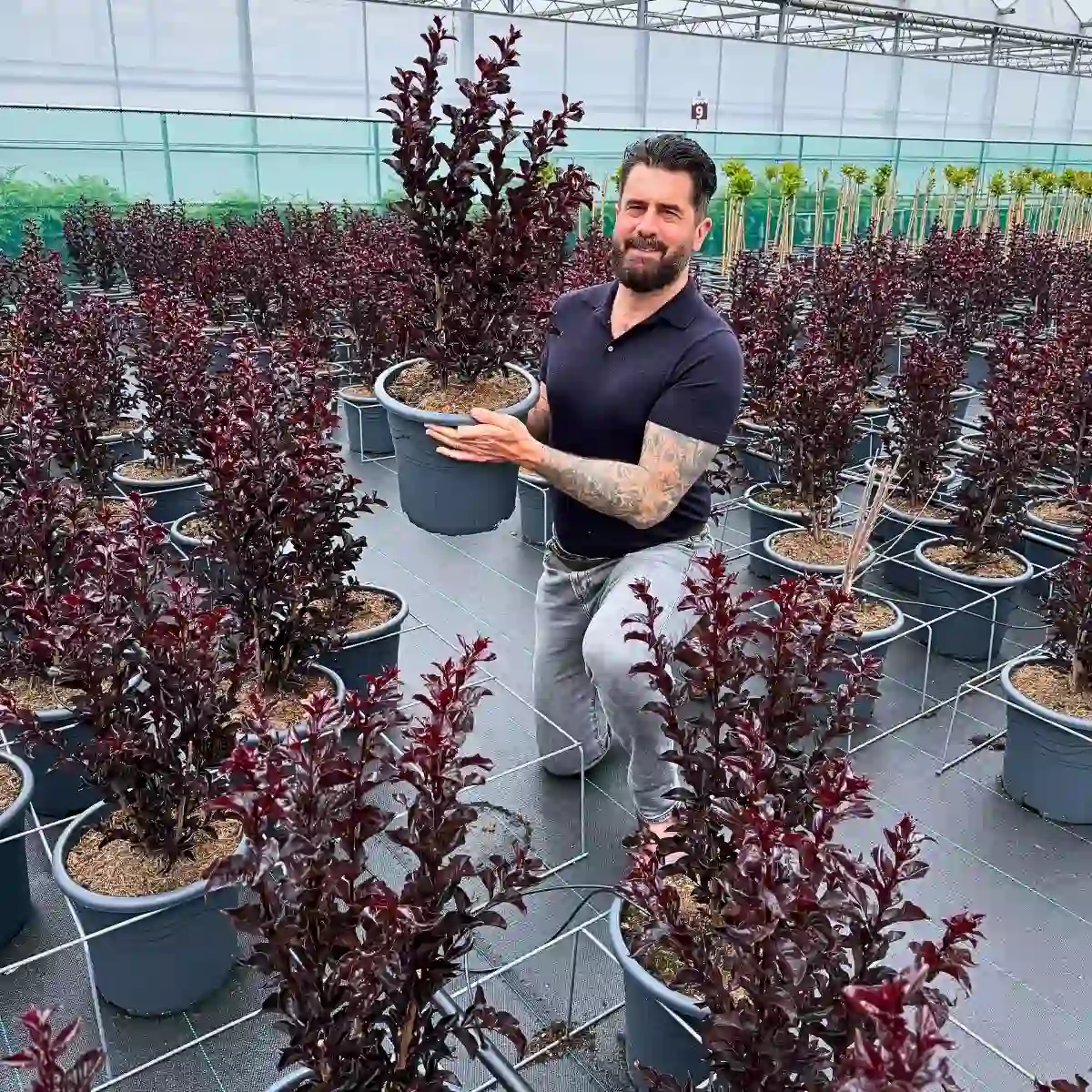Lagerstroemia, the Plant That’s Almost Too Good to Be True