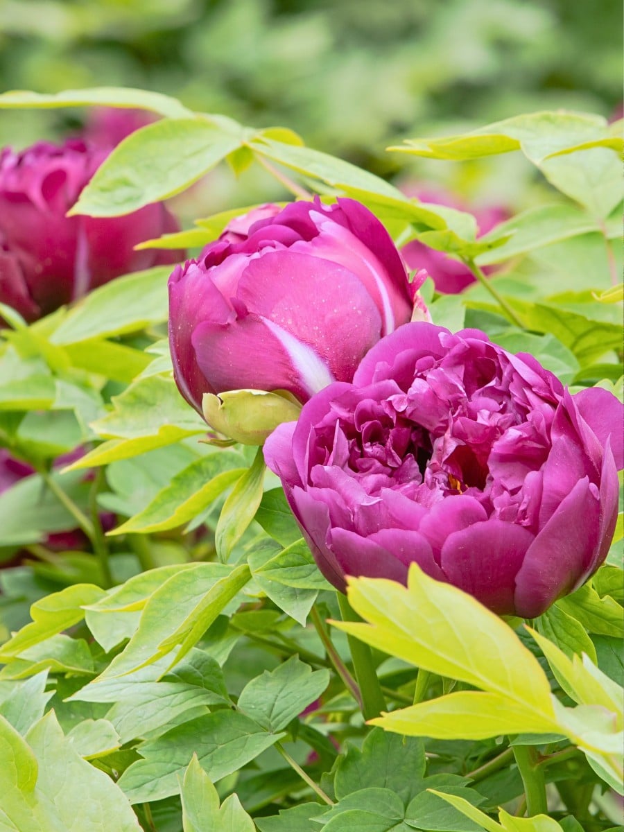 The Complex Process of Breeding New Peonies