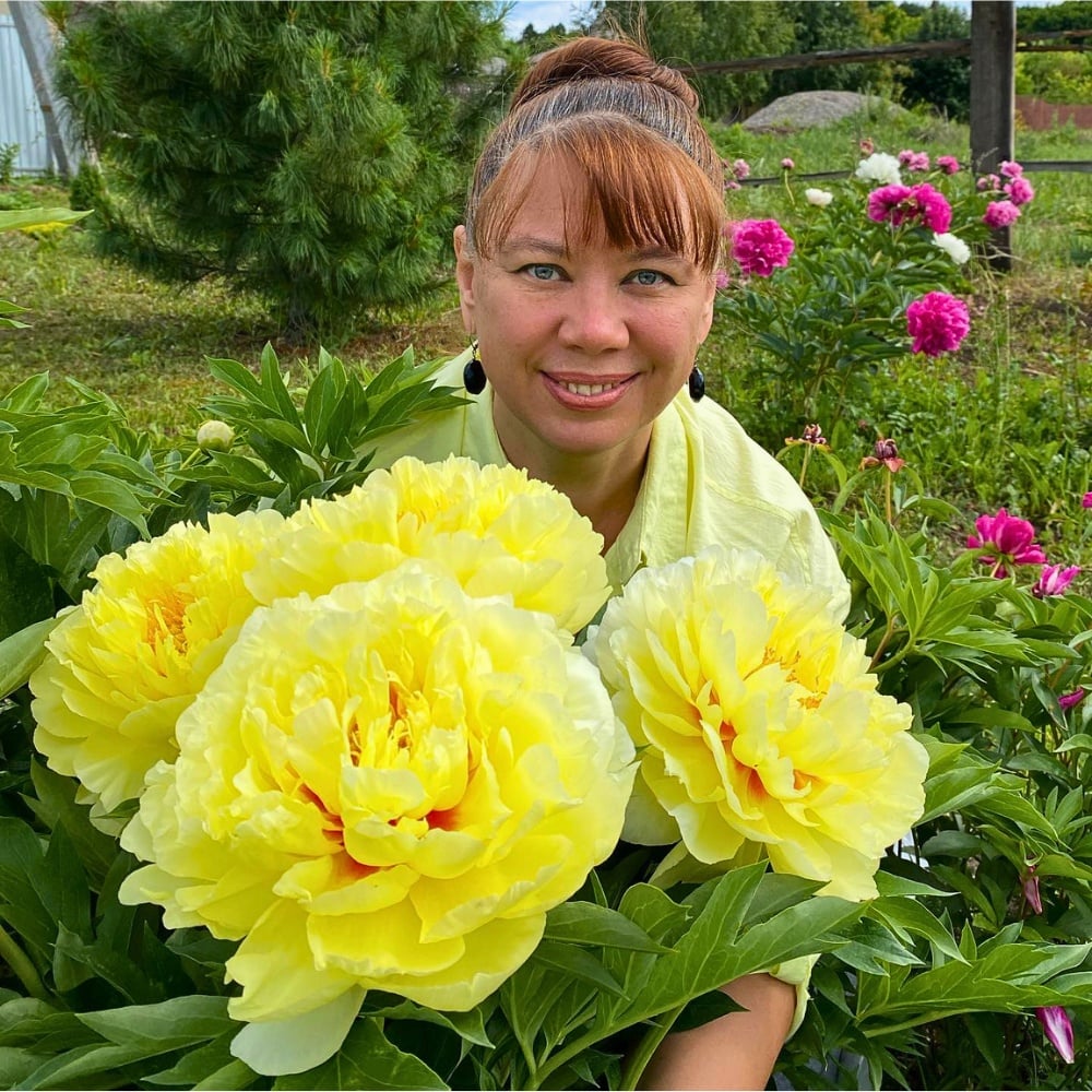 How Does the Breeding of Peonies Work?